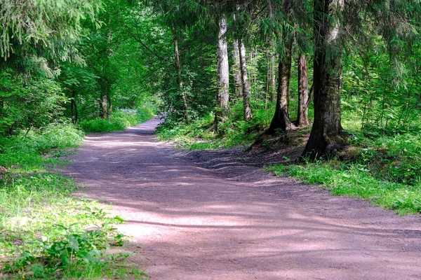 Forest trail in a pine forest. Through the branches make their way summer rays of the sun.