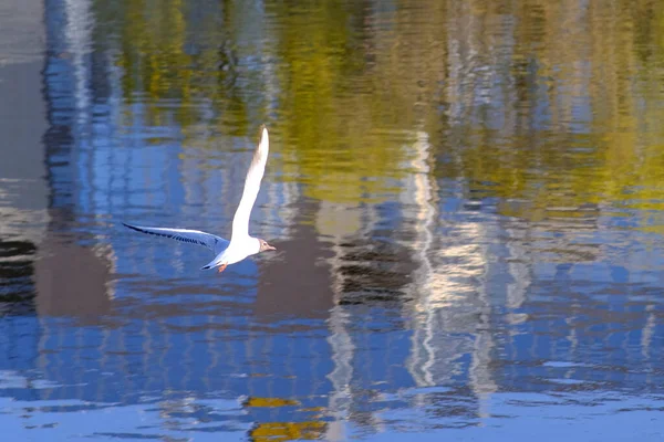 Dos gaviotas blancas volando en el cielo azul y soleado sobre la costa del Mar Báltico . — Foto de Stock