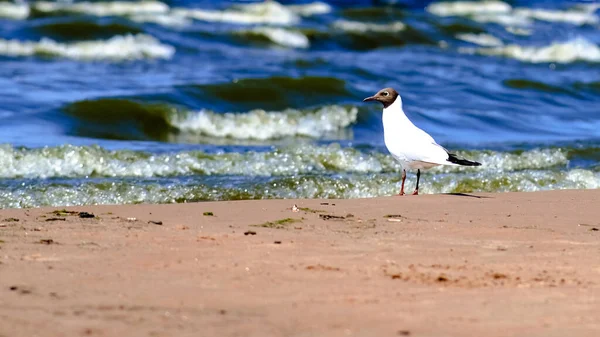 Uma Gaivota Fica Junto Água Uma Praia Areia — Fotografia de Stock