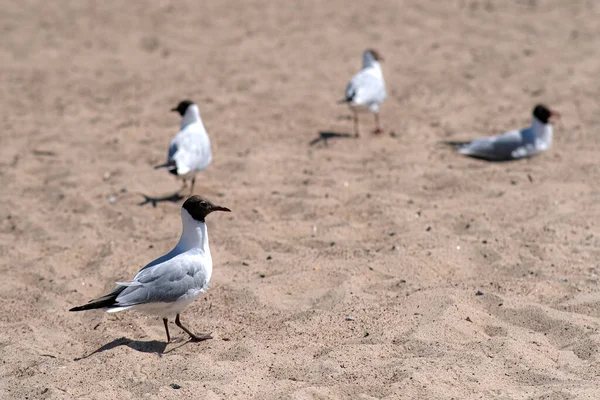 Una Gaviota Está Junto Agua Una Playa Arena —  Fotos de Stock