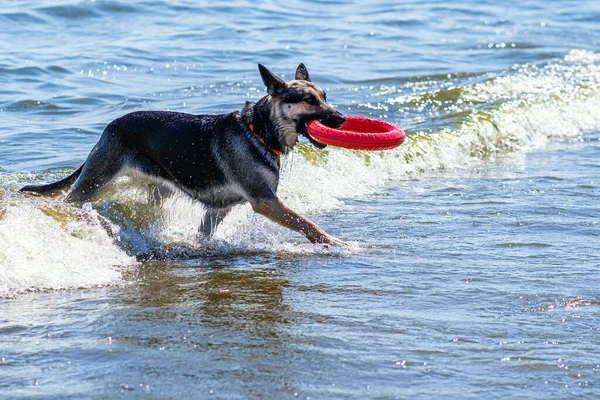 Záchranný Pes Výcviku Instruktor Hodí Psovi Malý Kroužek Simulující Záchranné — Stock fotografie