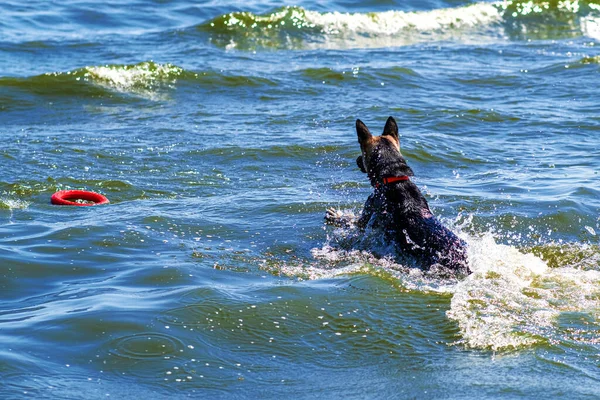 Pies Wpadł Wody Czerwonym Pierścieniu Pies Ratowniczy Treningu Instruktor Rzuca — Zdjęcie stockowe