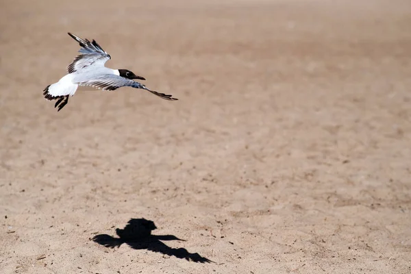 Una Gaviota Abalanza Sobre Una Playa Arena Con Sus Alas —  Fotos de Stock