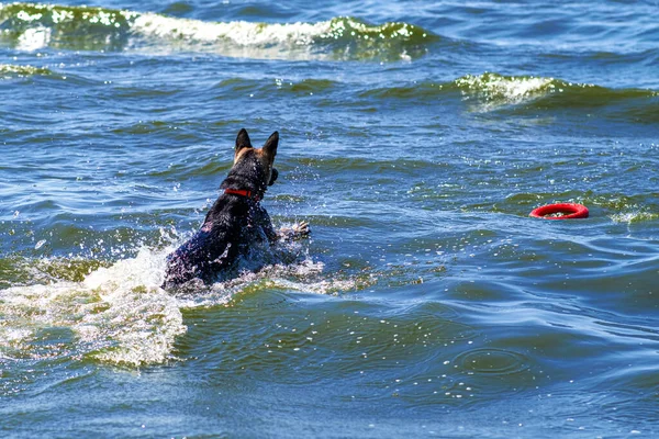 Köpek Kırmızı Halkadan Sonra Suya Daldı Kurtarma Köpeği Eğitimde Eğitmen — Stok fotoğraf