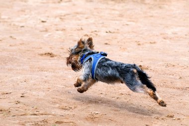 Terrier sahibine doğru koşuyor. Şirin köpek mutlu bir köpektir. Spor geçmişi.