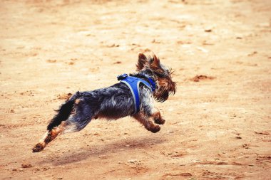 Terrier sahibine doğru koşuyor. Şirin köpek mutlu bir köpektir. Spor geçmişi.