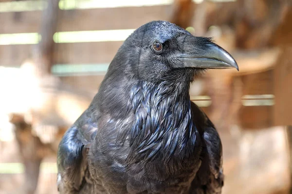 Corvo Preto Com Bico Grande Olha Para Distância — Fotografia de Stock