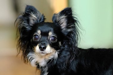 Chihuahua cinsi bir köpek. Köpek şaşkın görünüyor.