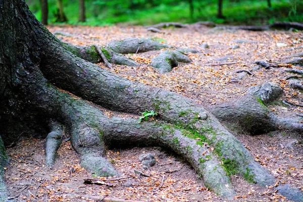 Roots Pine Trees Sticking Out Ground Stock Image