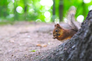 Bir ağaç evde bir sincap oturuyor. Fındık çekirdeklerini kemirir