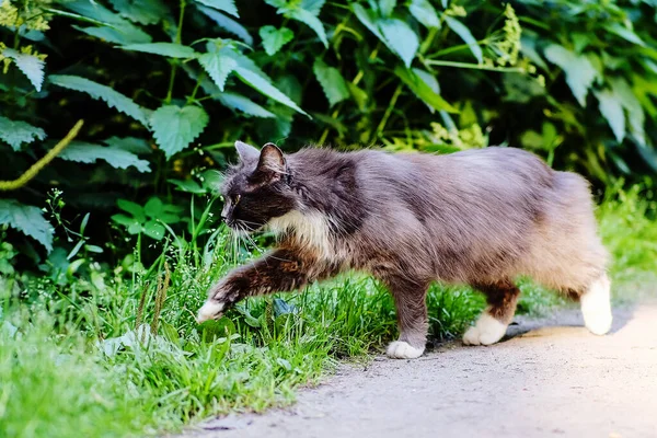 Schöne Schwarze Katze Mit Weißer Brust Vordergrund — Stockfoto