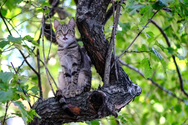 A wild cat with the instinct of a hunter climbed a tree. Waiting for prey in the form of an unwary bird