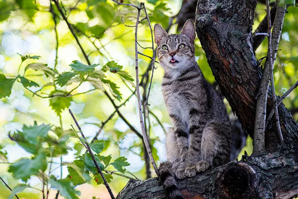 Eine Wildkatze mit dem Instinkt eines Jägers kletterte auf einen Baum. Warten auf Beute in Form eines unvorsichtigen Vogels. — Stockfoto