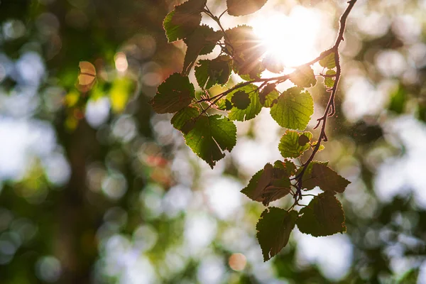 Arkaplanı bulanıklaştır. Dallarda huş ağacı yaprakları.