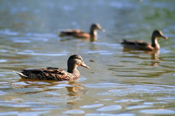 Удивительная утка Маллард плавает в озере или реке с голубой водой под солнечным ландшафтом. Птицы и животные в концепции дикой природы. — стоковое фото