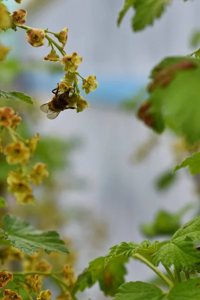 Včela Sedí Větvi Jabloně — Stock fotografie