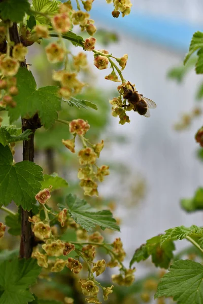 Μέλισσα Κάθεται Κλαδί Μηλιάς — Φωτογραφία Αρχείου