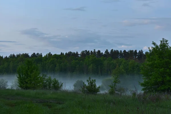 夜明けに森の中の霧が — ストック写真