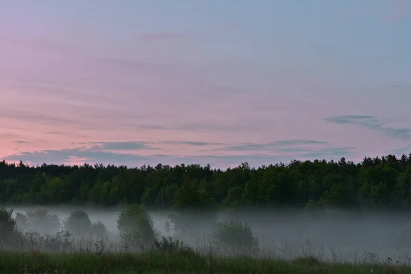 Fog Woods Dawn — Stock Photo, Image