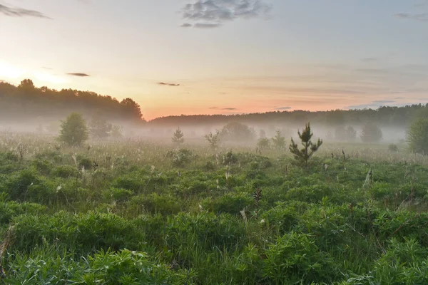 Ομίχλη Στο Δάσος Την Αυγή — Φωτογραφία Αρχείου