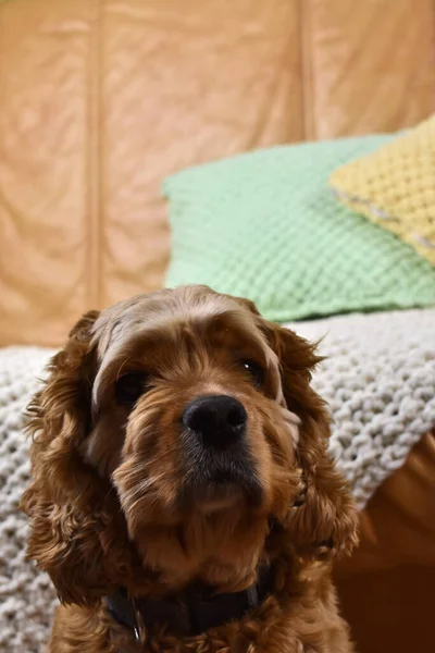 Pies Cocker Spaniel Domu Połowów — Zdjęcie stockowe