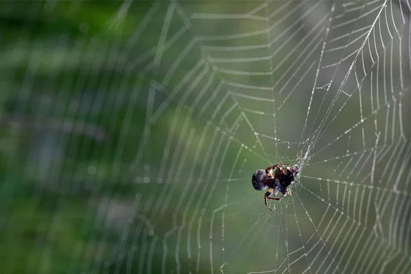 蜘蛛挂在森林里的网上 — 图库照片