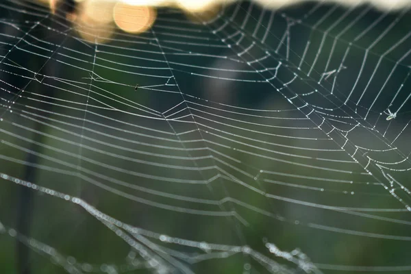 Toiles Araignée Dans Les Bois Aube — Photo