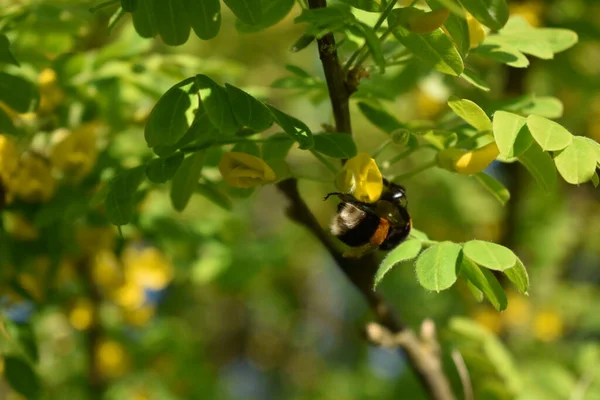 Bumblebee Collects Pollen Flowers — Stock Photo, Image