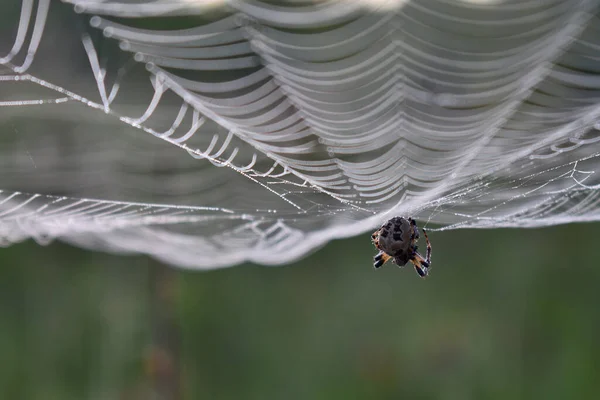 Araña Colgando Una Telaraña Bosque — Foto de Stock