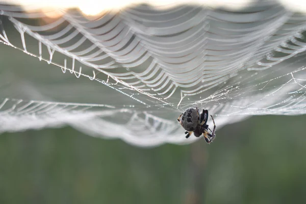 蜘蛛挂在森林里的网上 — 图库照片