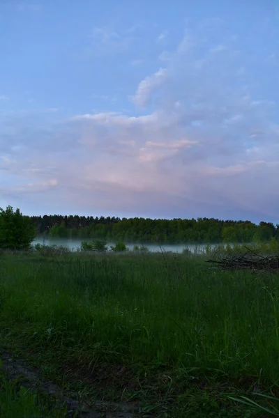 Poranna Mgła Leśnej Polanie — Zdjęcie stockowe