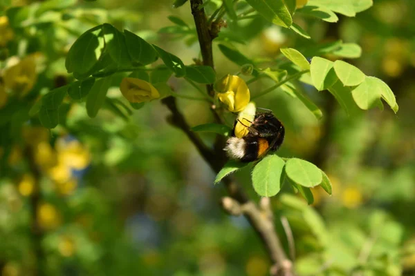Μέλισσα Συλλέγει Γύρη Από Λουλούδια — Φωτογραφία Αρχείου