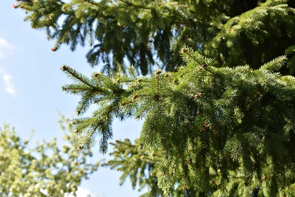 Groene Sparren Takken Tegen Blauwe Lucht — Stockfoto