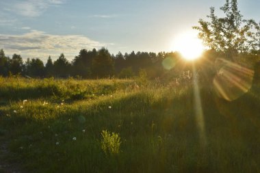 Yaz ormanında gün doğumu