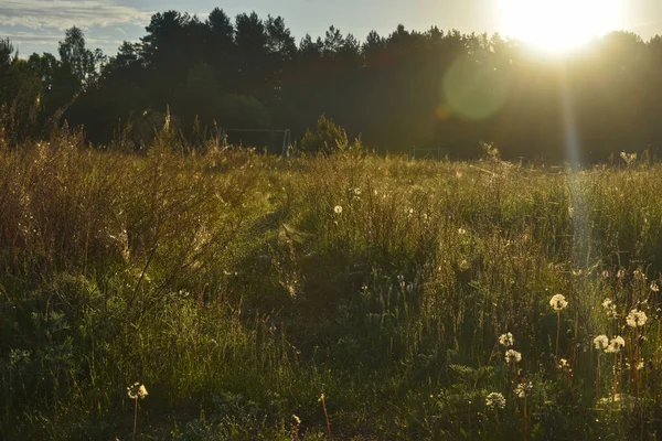 Lever Soleil Dans Forêt Été — Photo