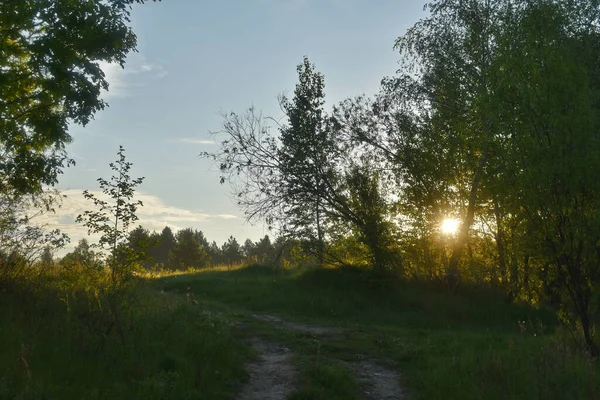 Alba Nella Foresta Estiva — Foto Stock