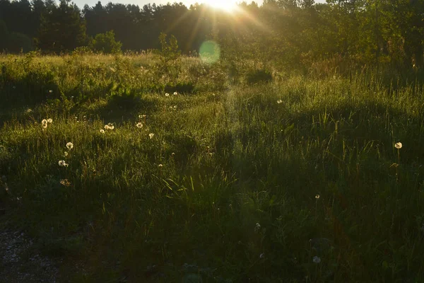 Solopgang Sommerskoven - Stock-foto