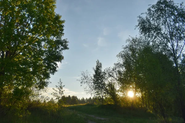 Alba Nella Foresta Estiva — Foto Stock