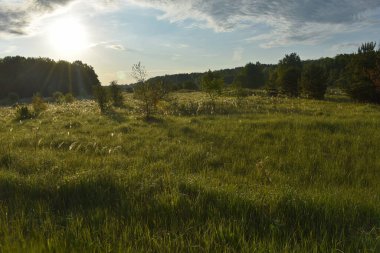 Yaz ormanında gün doğumu