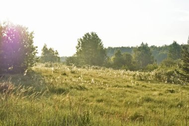 Yaz ormanında gün doğumu