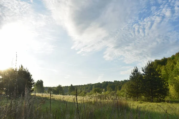 Alba Nella Foresta Estiva — Foto Stock