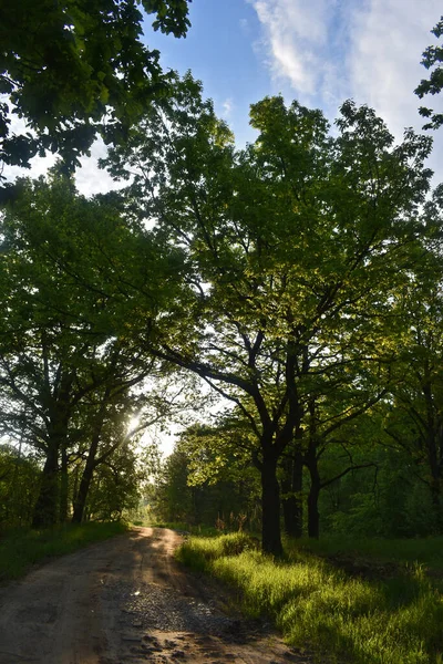 Nascer Sol Floresta Verão — Fotografia de Stock