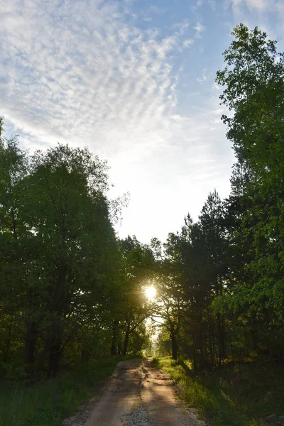 Wschód Słońca Letnim Lesie — Zdjęcie stockowe