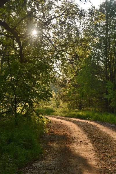 Amanecer Bosque Verano — Foto de Stock