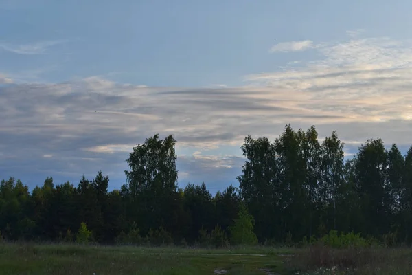 Alba Nella Foresta Estiva — Foto Stock