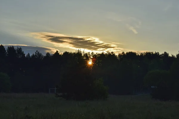 Lever Soleil Dans Forêt Été — Photo