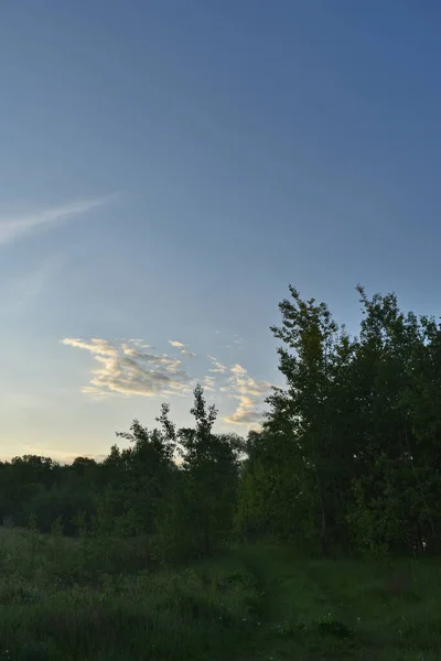 Východ Slunce Letním Lese — Stock fotografie