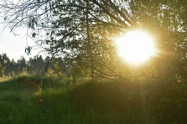 Lever Soleil Dans Forêt Été — Photo