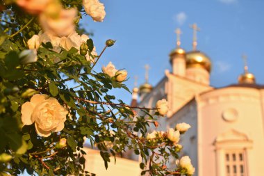 Kilisenin arka planında beyaz gül çalıları
