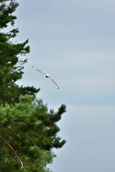 Weiße Möwe Fliegt Wald — Stockfoto